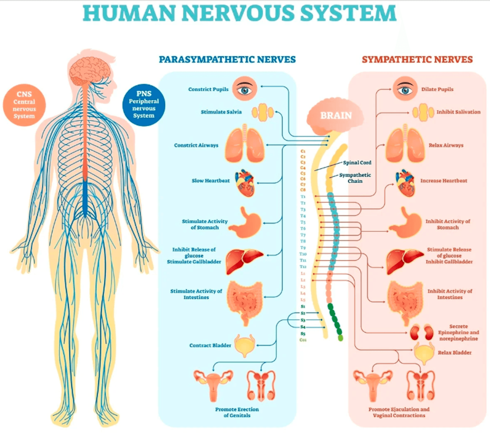 Anatomical illustration of the human body showing the complex systems that operate through opposing yet complementary forces—such as the sympathetic and parasympathetic nervous systems—demonstrating how polarity is fundamental to our biological functioning.